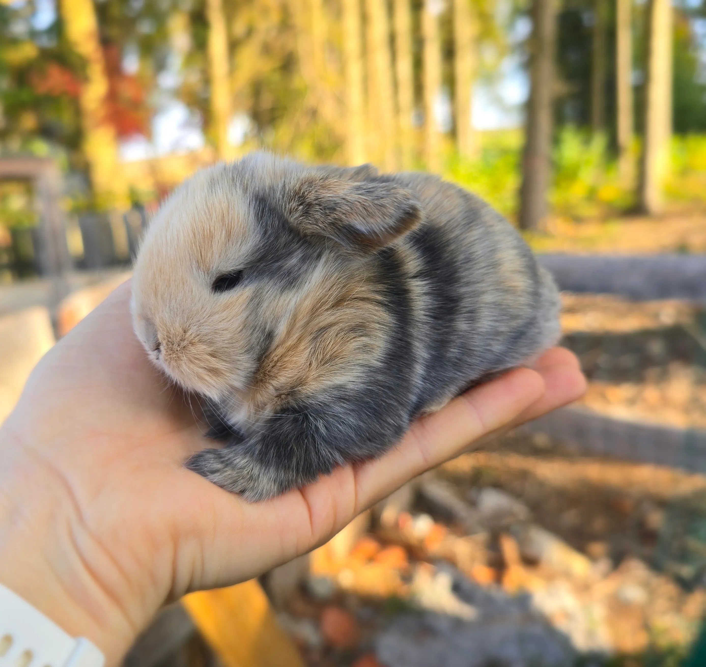Urmelinchen