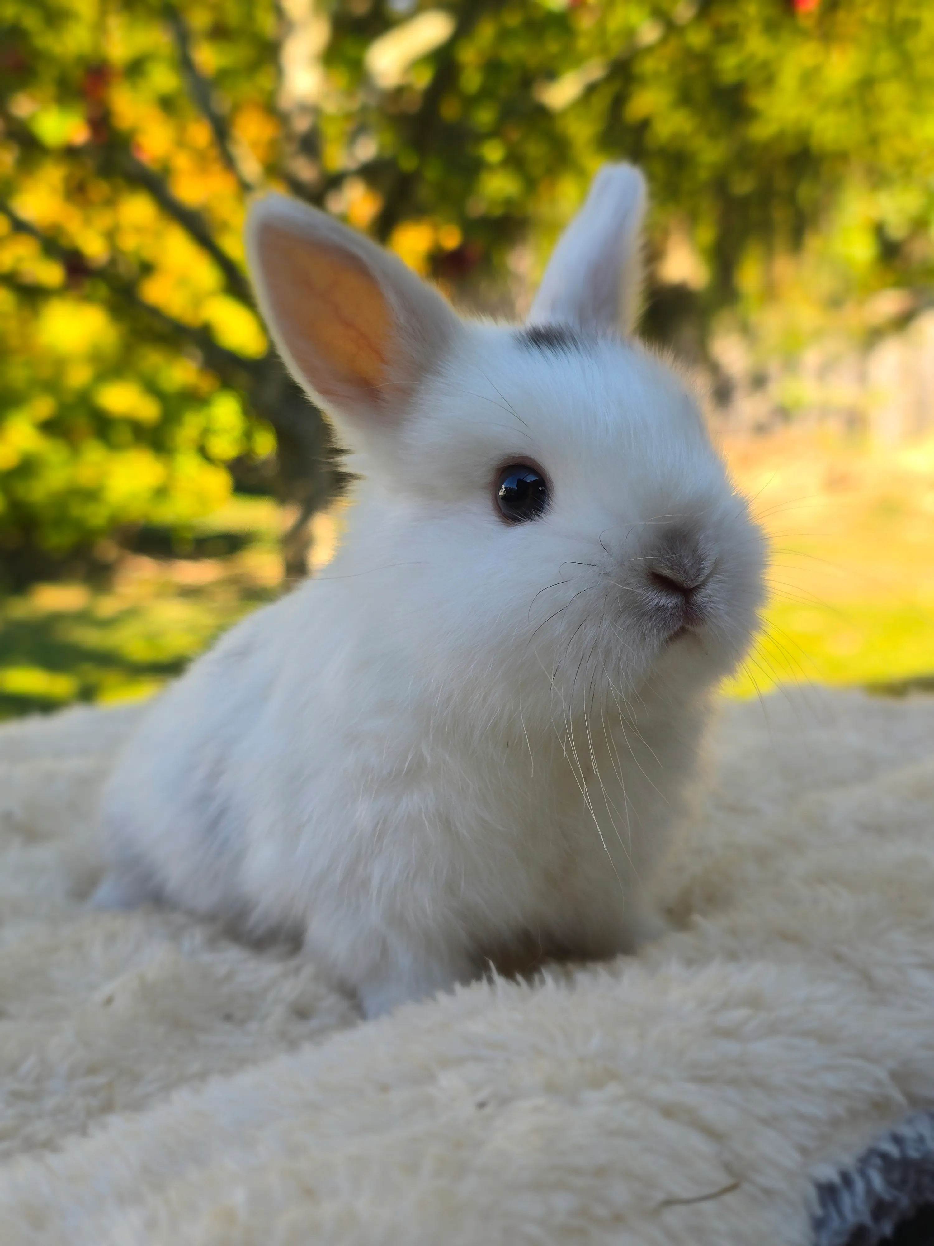 Ronja