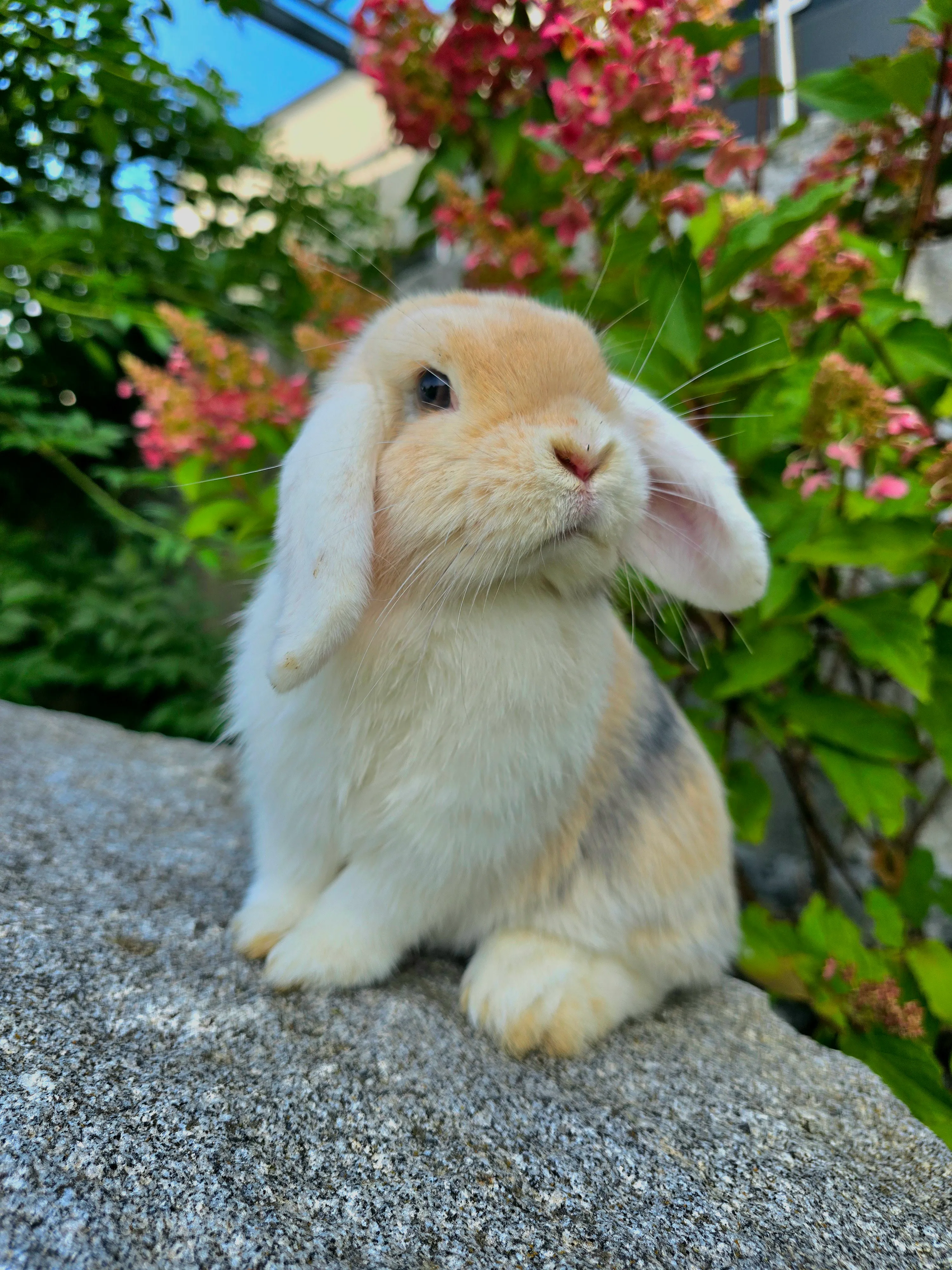 Leni