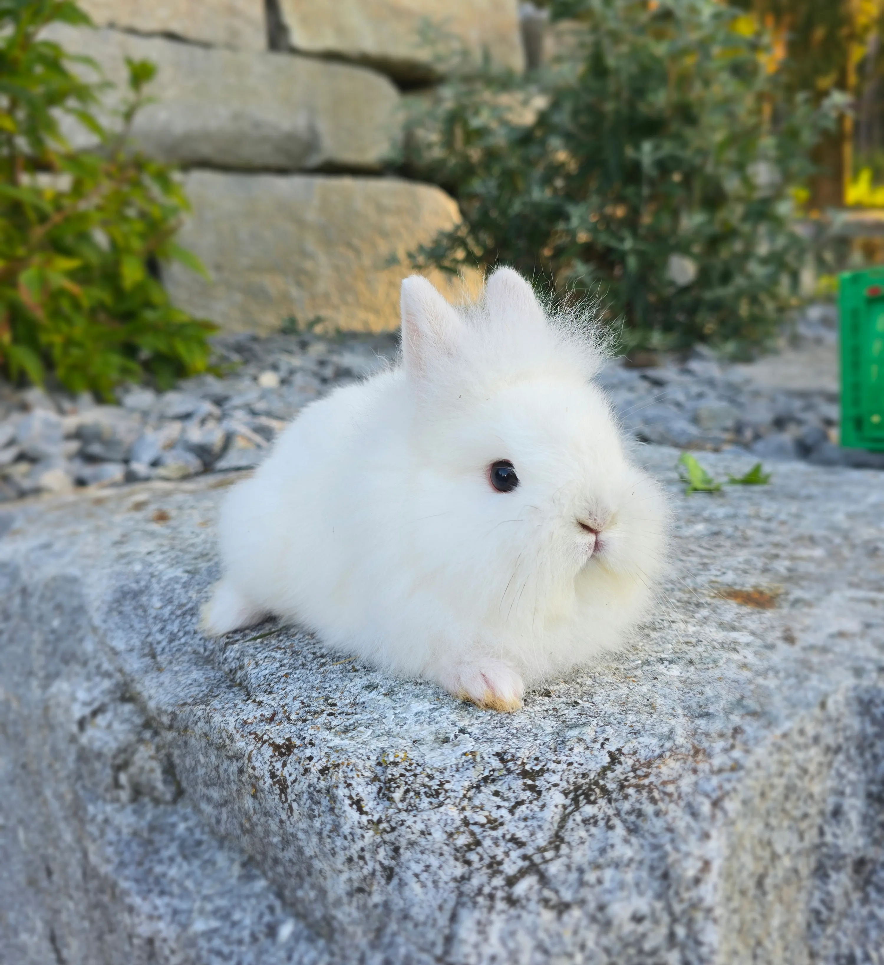 Raffaello
