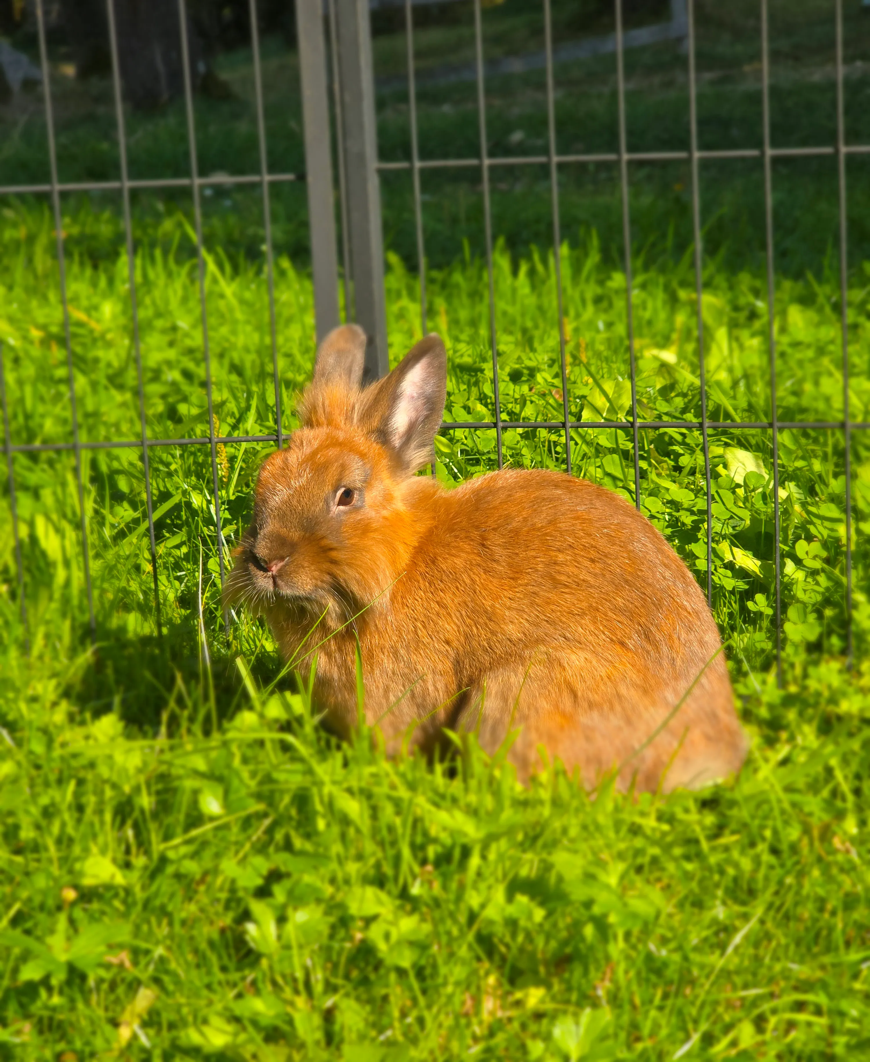 Bambi