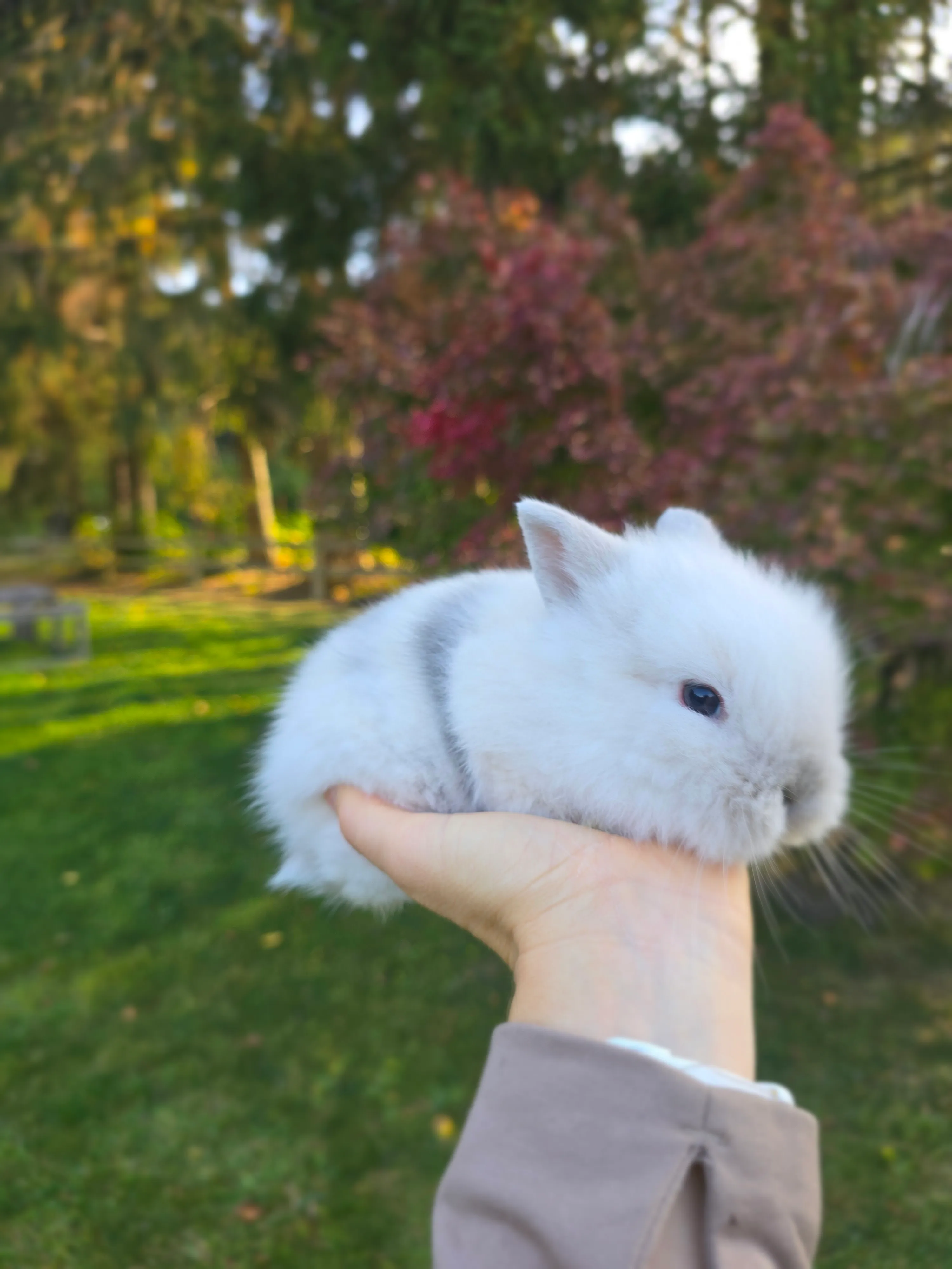 Tobi