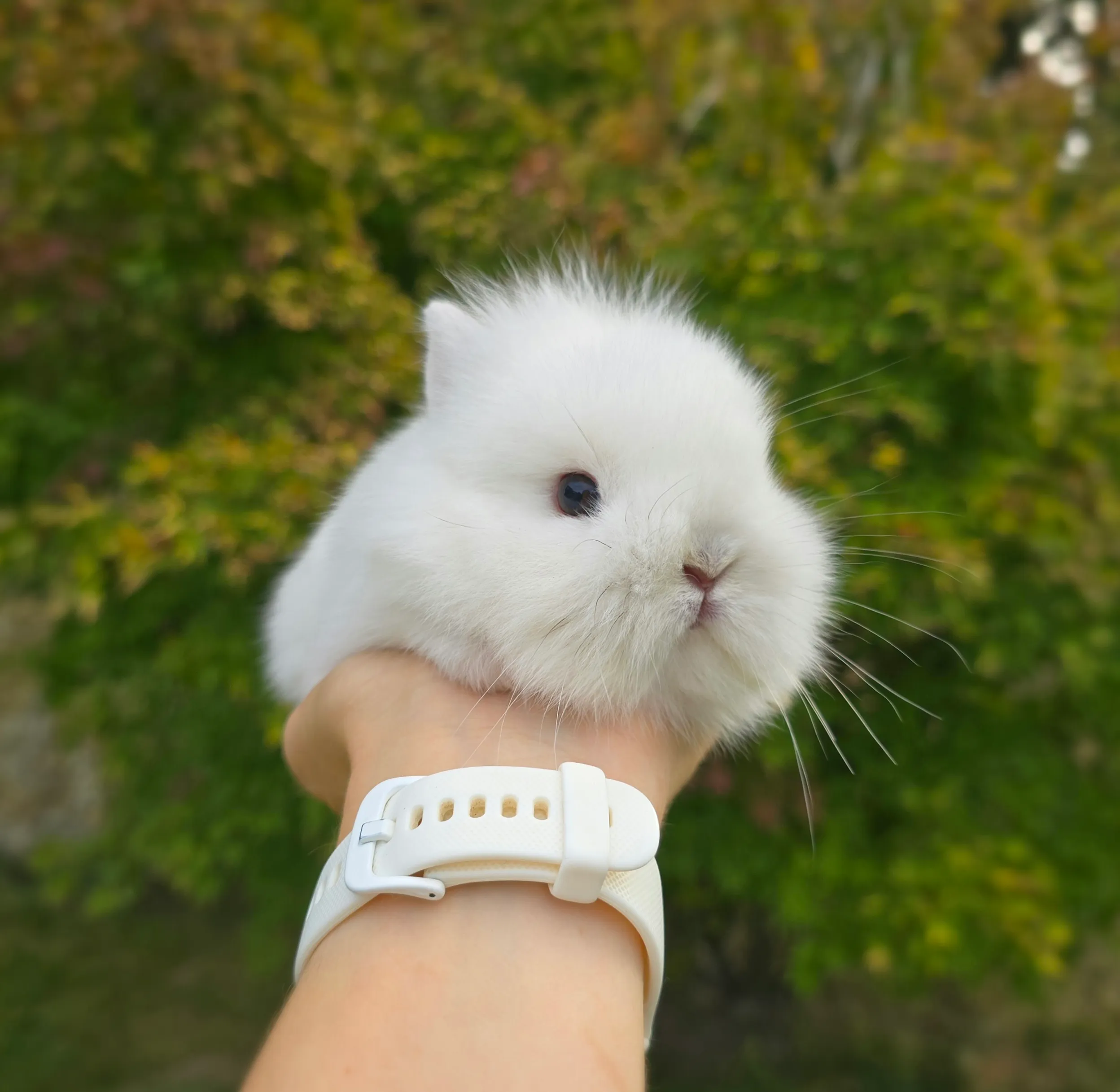 Raffaello