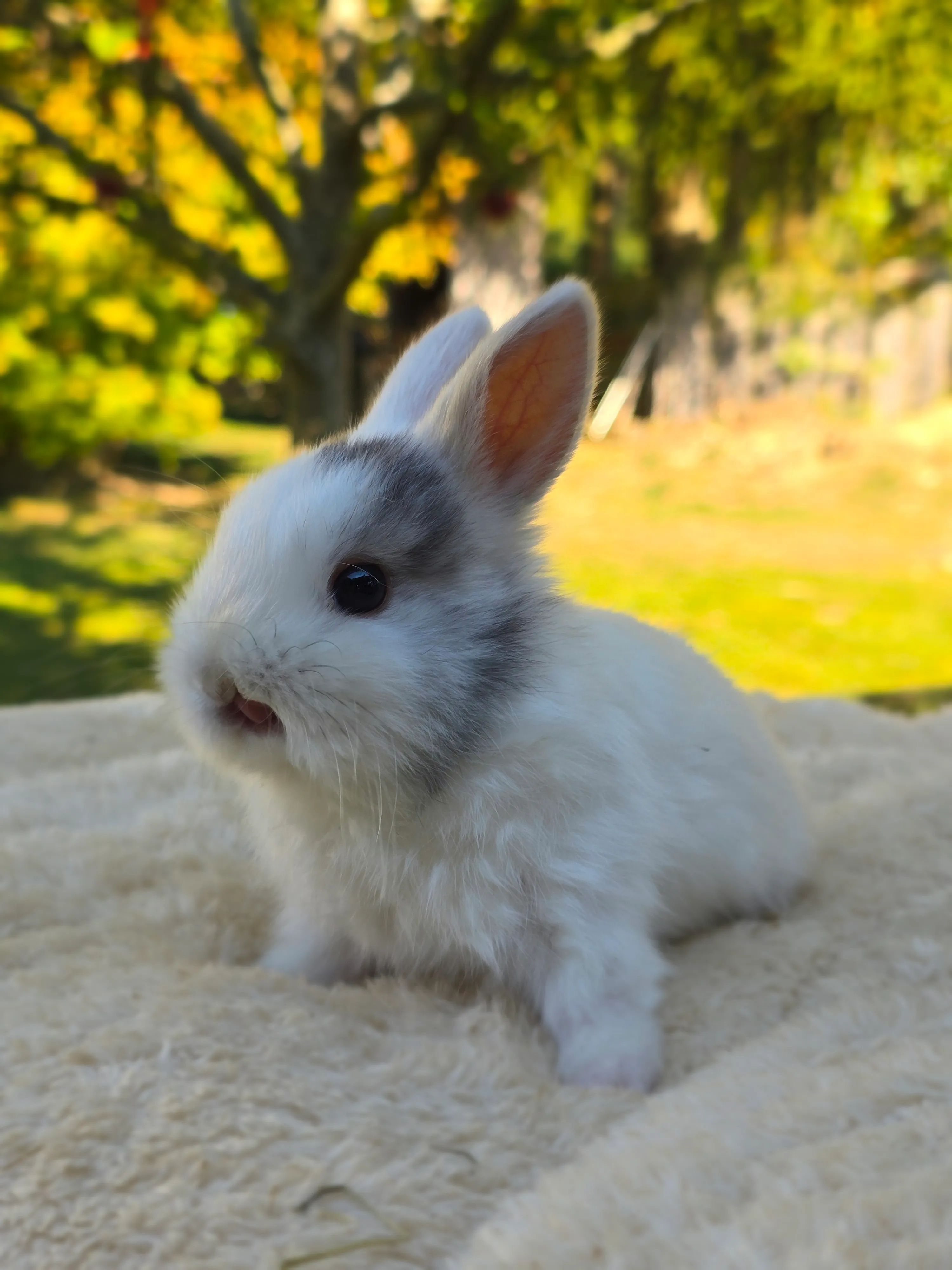 Ronja