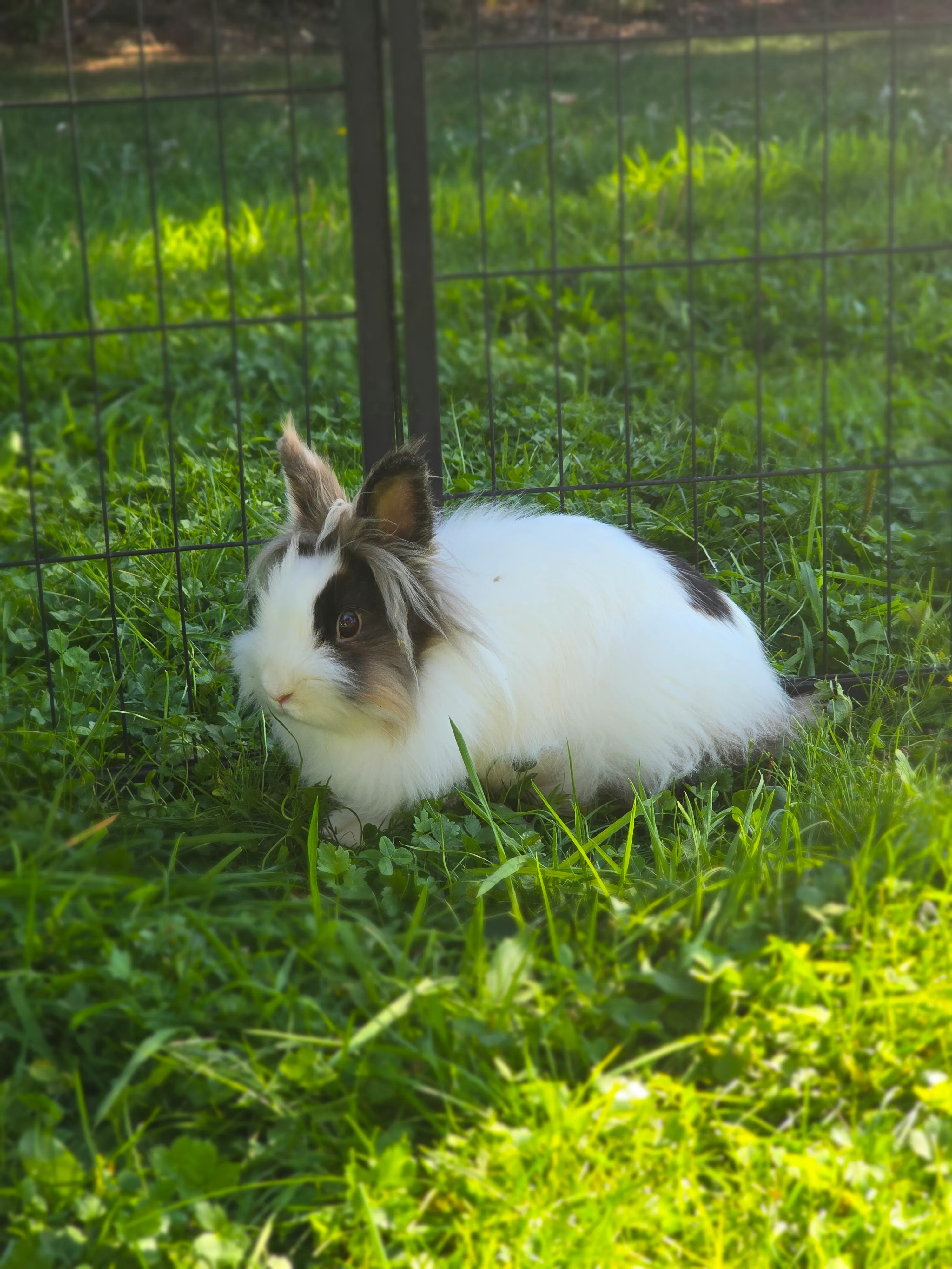 Jenny